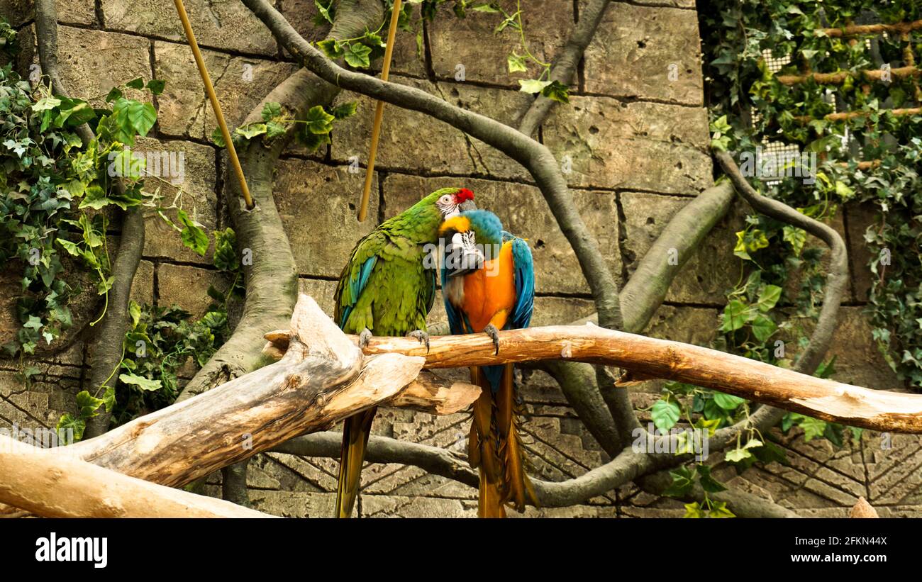 Perroquet bleu et jaune macaw sur une branche d'arbre. Fond de jungle. Oiseaux au zoo. Banque D'Images