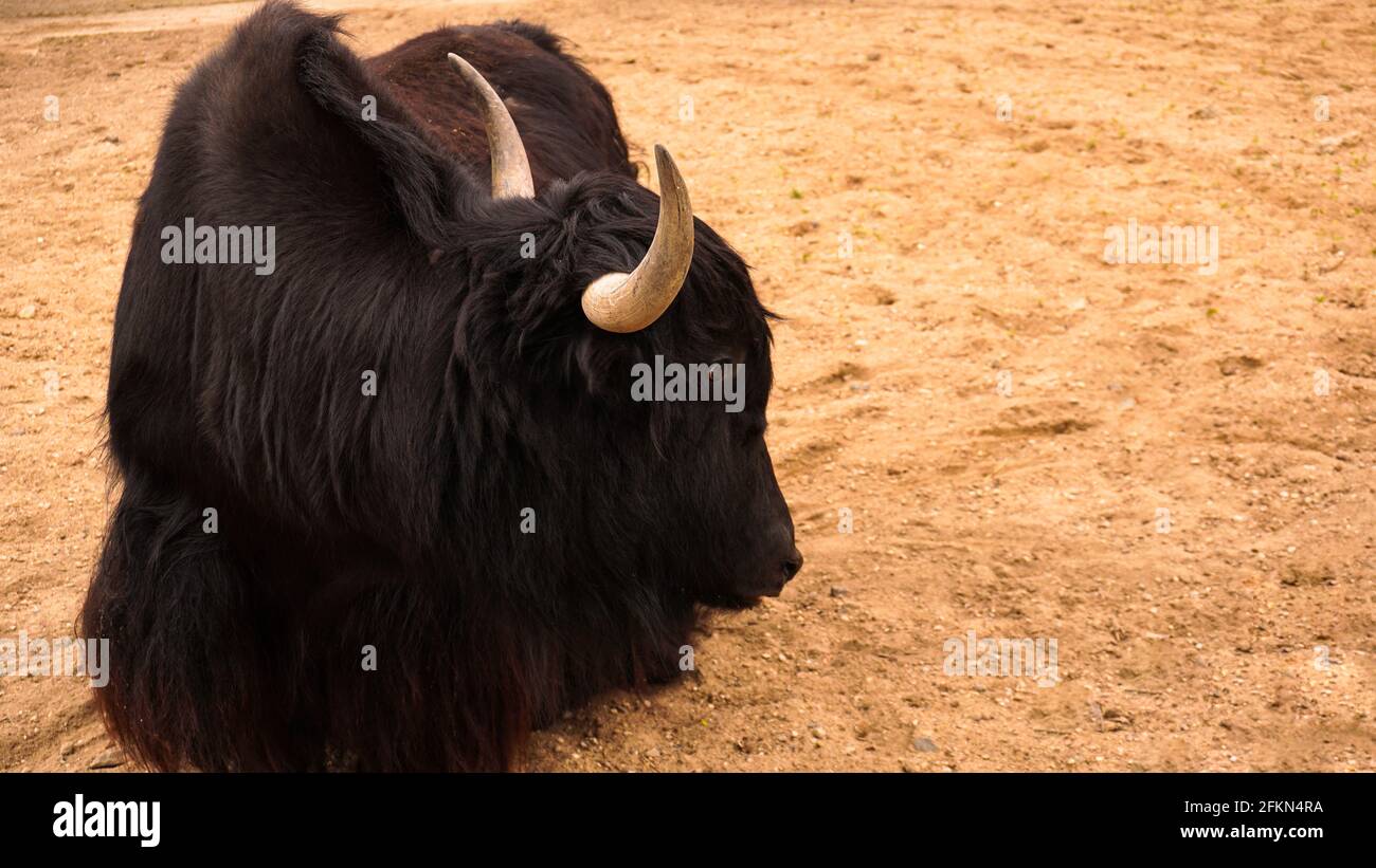 Taureau jaune domestique noir. Animal himalayen. Poncer sur l'arrière-plan, placer pour le texte. Agriculture, élevage ou concept de zoo Banque D'Images
