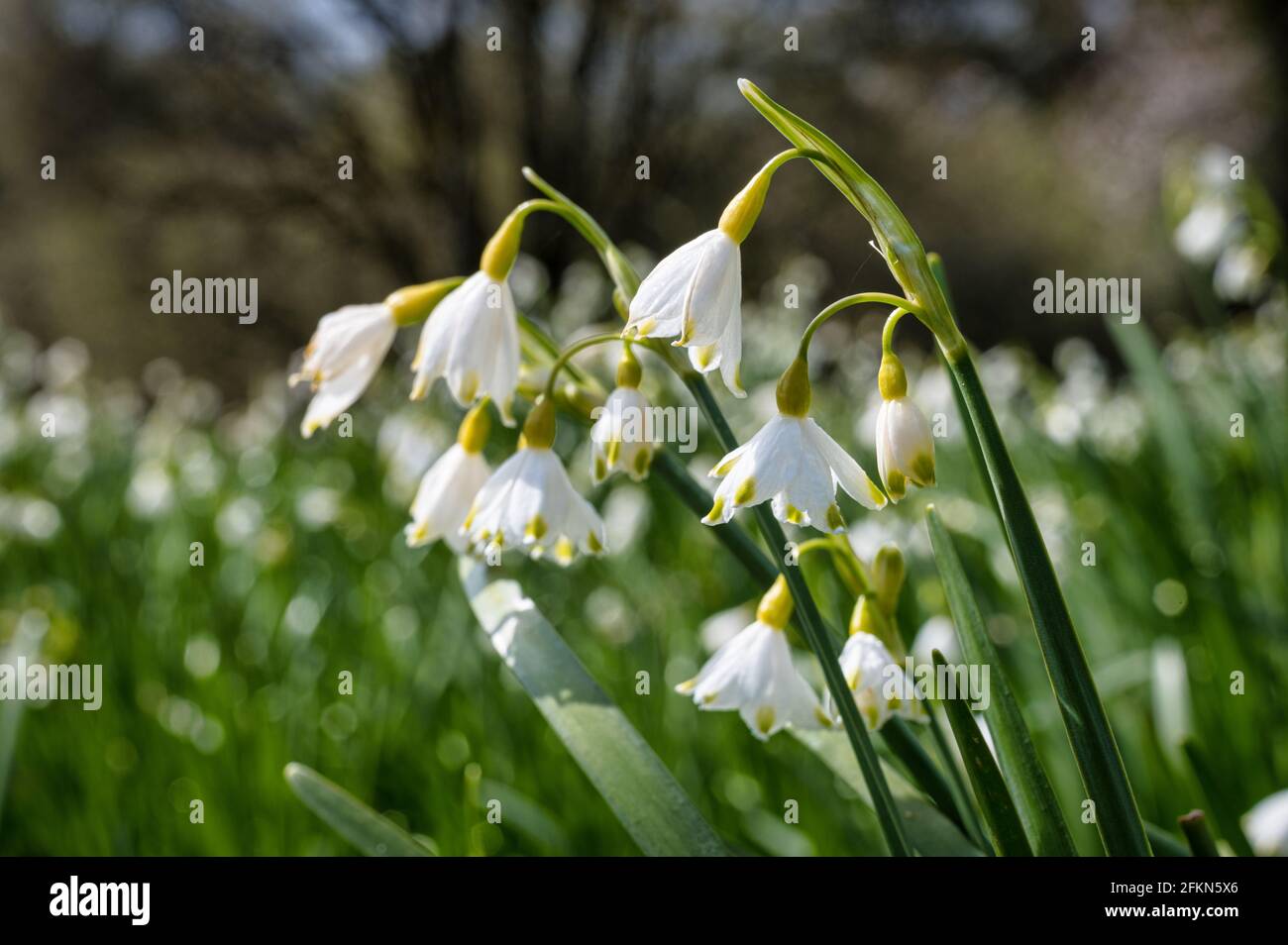 Grandes fleurs sauvages en forme de goutte de neige qui poussent au début du printemps en Irlande Banque D'Images