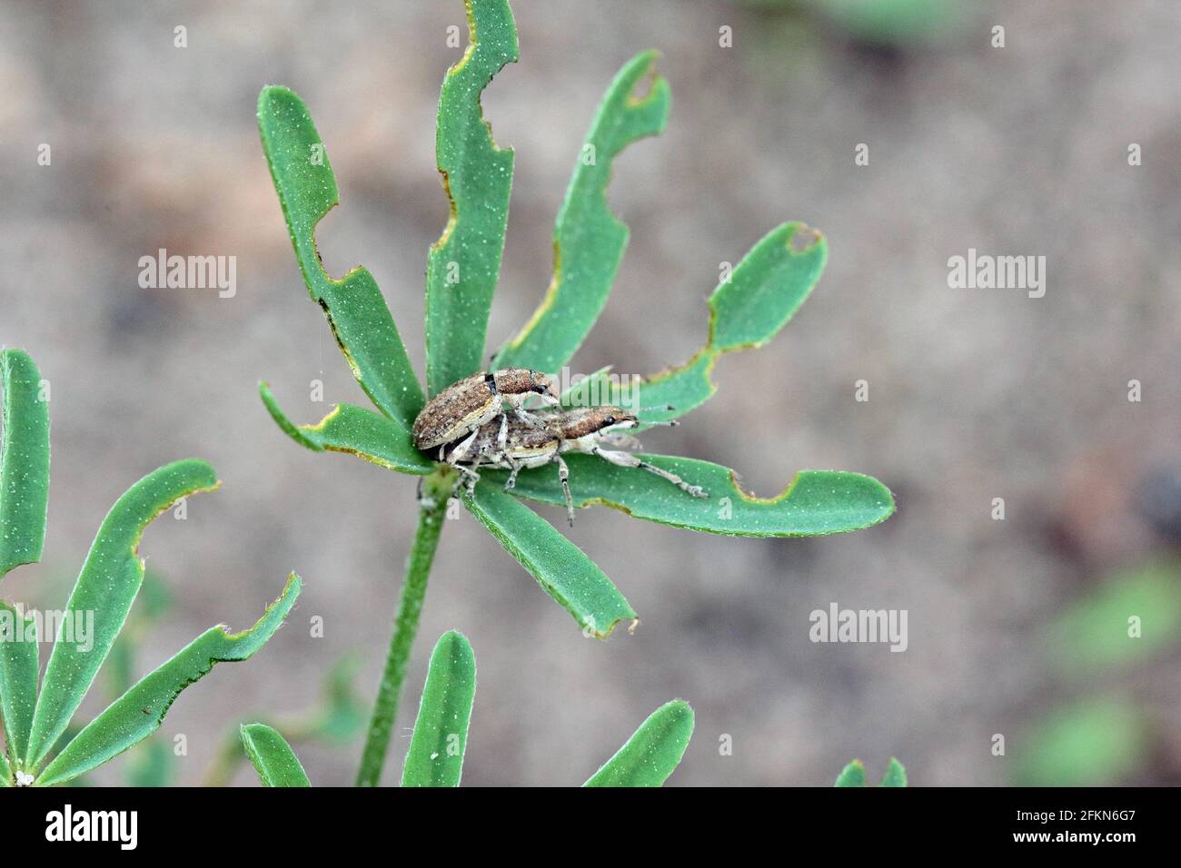 Pousses de lupin de légumineuse endommagées par les insectes ravageurs - Sitona griseus. Destruction des cultures agricoles. Banque D'Images