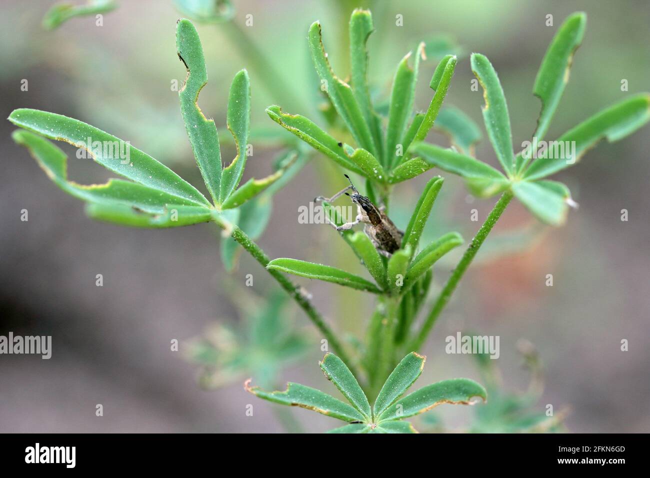 Pousses de lupin de légumineuse endommagées par les insectes ravageurs - Sitona griseus. Destruction des cultures agricoles. Banque D'Images