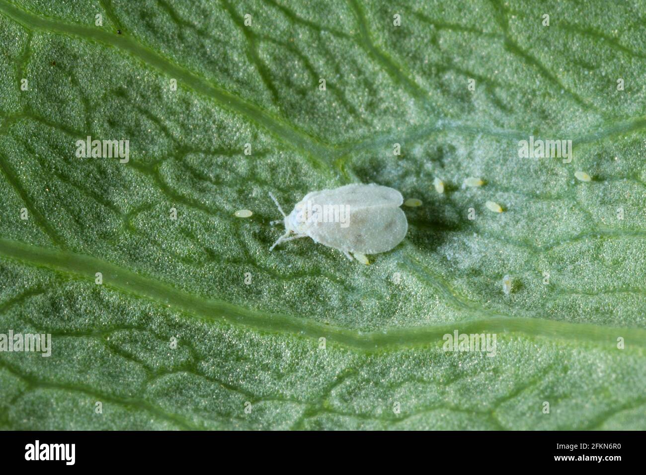 Le chou blanc (Aleyrodes prolétella) sur le dessous d'une feuille de pavot. C'est une espèce de blanc de la famille Aleyrodidae, parasite de beaucoup de cr Banque D'Images