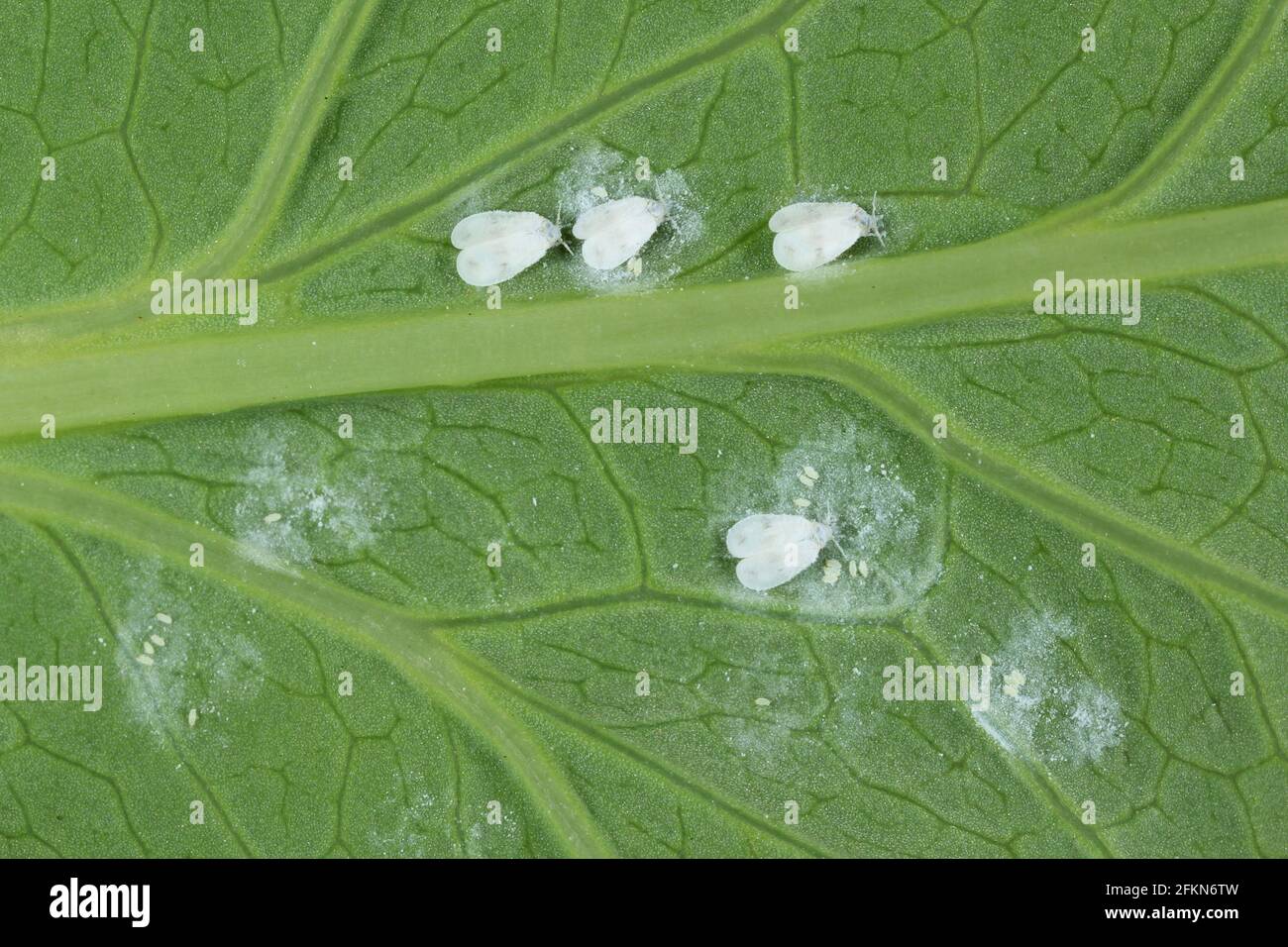 Le chou blanc (Aleyrodes prolétella) sur le dessous d'une feuille de pavot. C'est une espèce de blanc de la famille Aleyrodidae, parasite de beaucoup de cr Banque D'Images