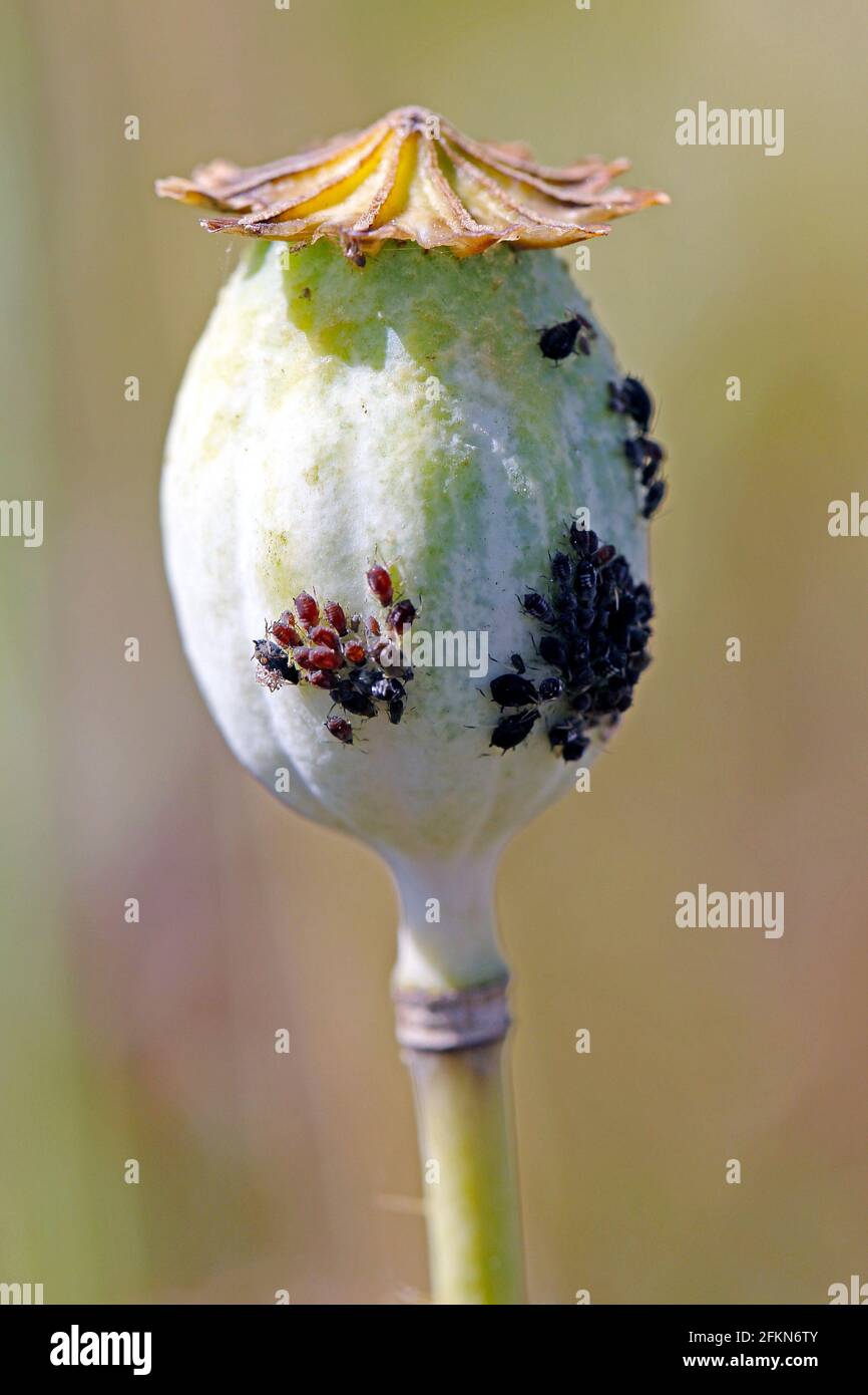 Colonie du puceron de haricot noir (Aphis fabae) sur la tête de pavot. Il est membre de l'ordre Hemiptera. Les noms les plus courants sont la mouche noire et le puceron de haricot. Banque D'Images