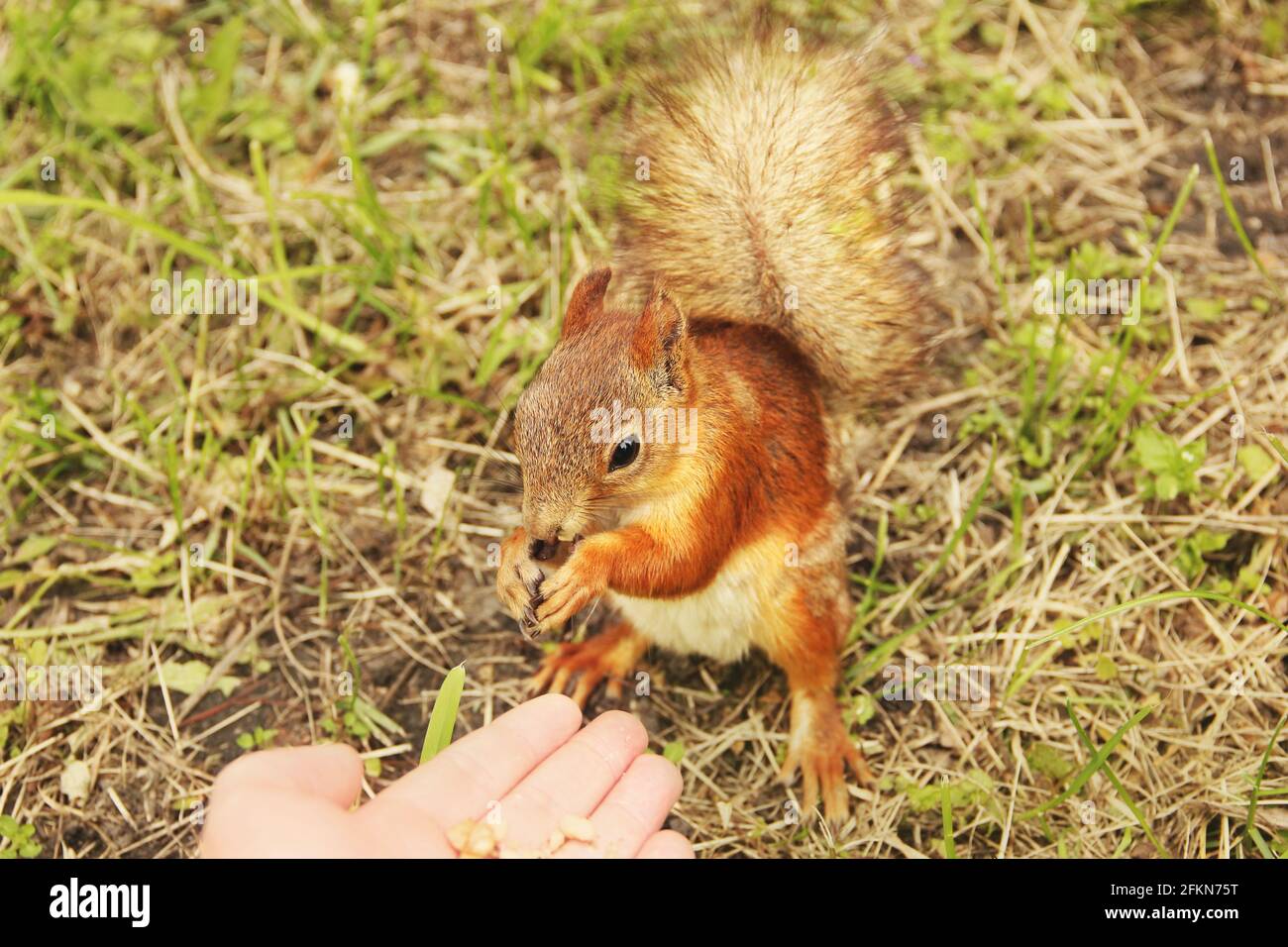 Sciurus. Rongeur. L'écureuil mange des noix d'une main. Magnifique écureuil  rouge dans le parc Photo Stock - Alamy