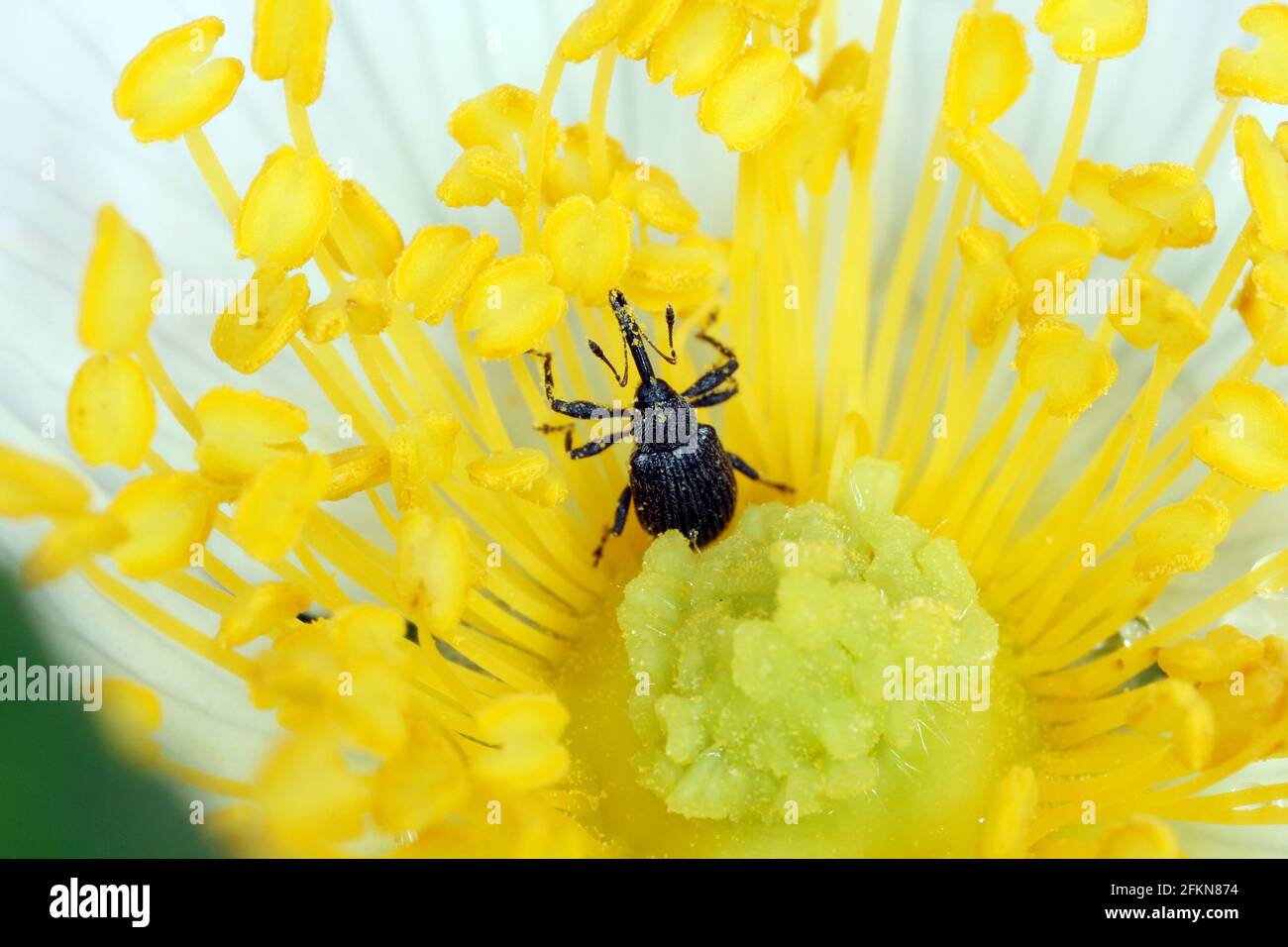 Le charançon de la fleur de fraise Anthonomus rubi est un charançon qui se nourrit des membres des Rosaceae et est un ravageur important de la fraise et de la framboise. Banque D'Images