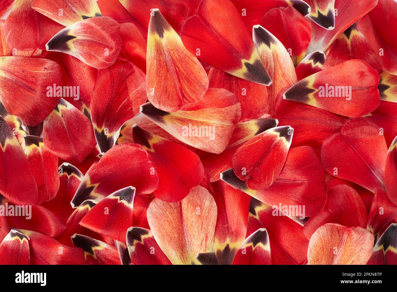Pétales de tulipe rouge avec fond de texture rosée Banque D'Images