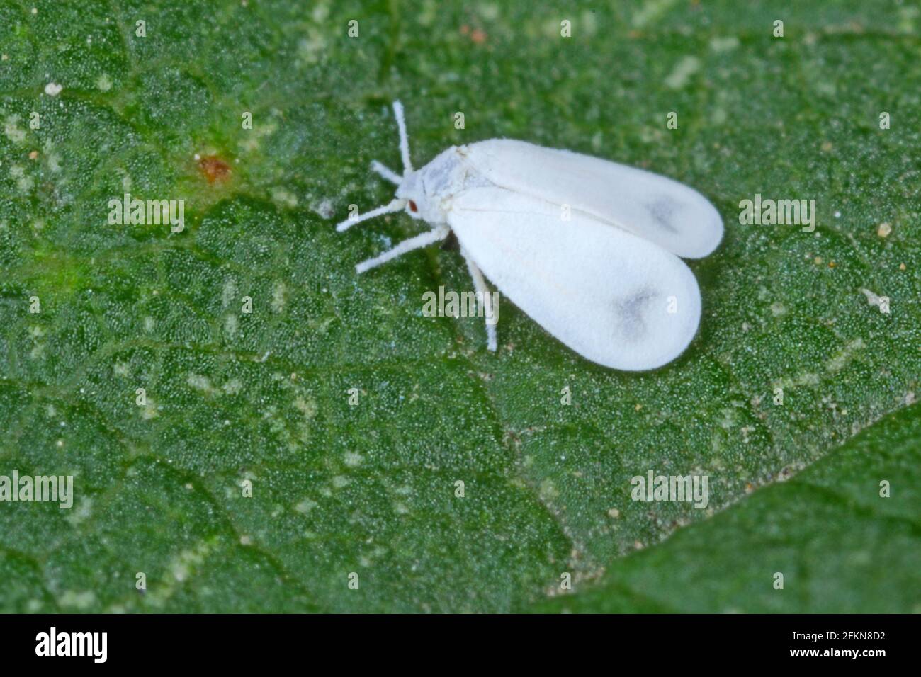Le chou blanc (Aleyrodes prolétella) sur papaver. C'est une espèce de plantes blanches de la famille Aleyrodidae, parasite de nombreuses cultures. Banque D'Images