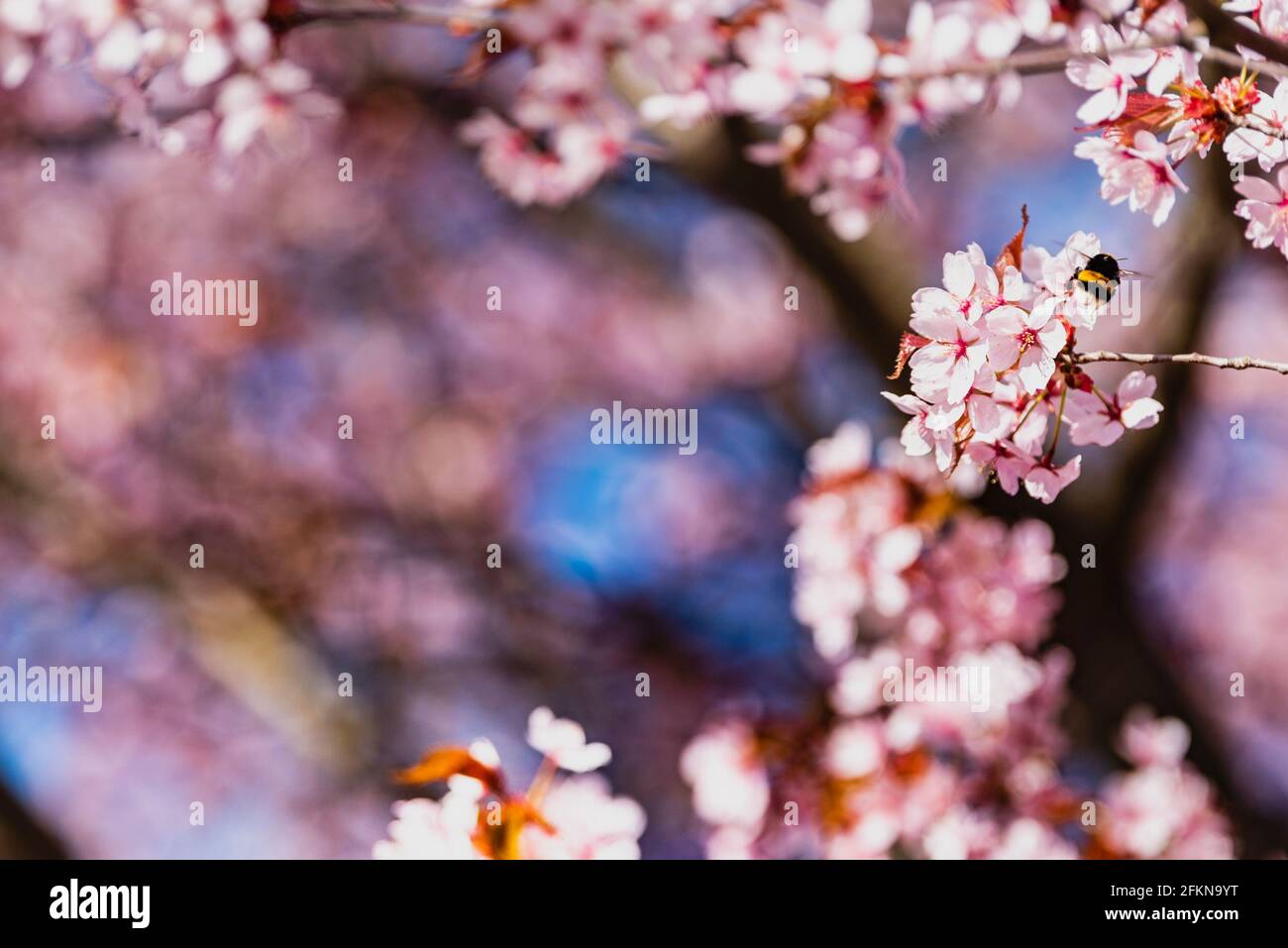 Une abeille bourdonneuse se dresse sur des cerisiers en fleurs roses. Le bourdon pante le nectar d'une fleur rose au printemps. Pollinisation des plantes par un pollen mobile d'abeille Banque D'Images