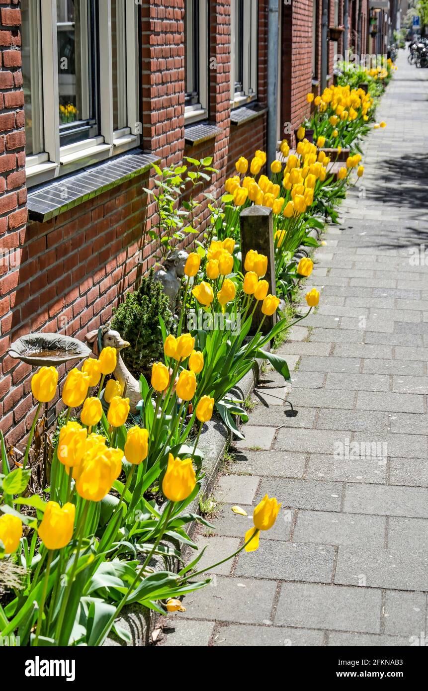 Rotterdam, pays-Bas, le 2 mai 2021: :'Facade Garden', une bande étroite le long de la chaussée dans le bas Eendrachtsstraat planté de tulipes jaunes Banque D'Images