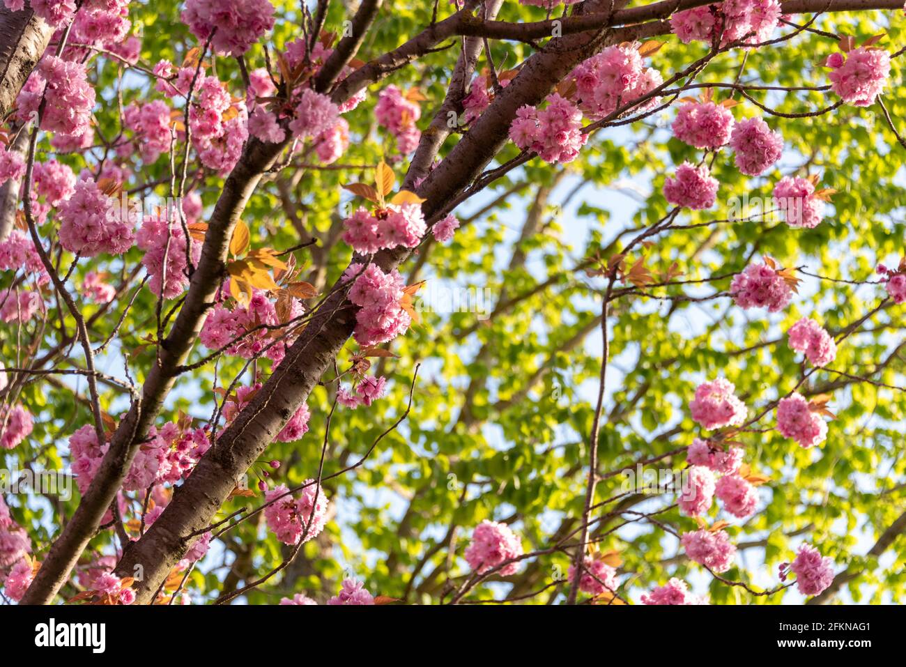 Cerisier, cerises ornementales japonaises en fleur, Magdeburg, Allemagne Banque D'Images