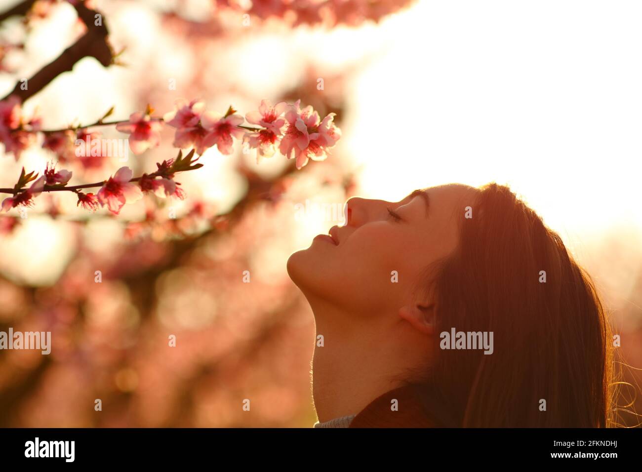 Vue latérale portrait d'une femme qui sent des fleurs à coucher de soleil dans un champ fleuri Banque D'Images