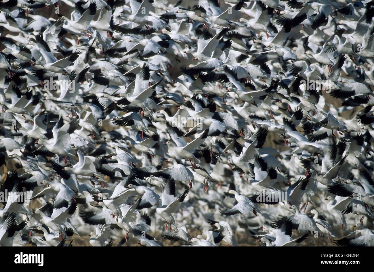 Snow Goose flock 'lift off' Anser Caerulescans Bosque del Apache NWR Nouveau Mexique, USA BI002184 Banque D'Images