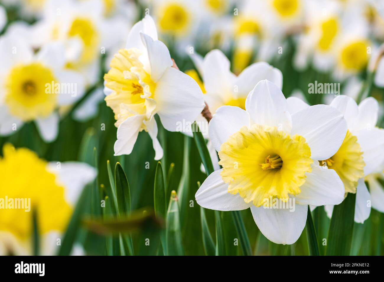 Magnifique fleur de jonquille jaune et blanche, narcisse, fleur vivace de  printemps et plantes parmi l'herbe verte dans un champ, un parc ou un  jardin, gros plan Photo Stock - Alamy