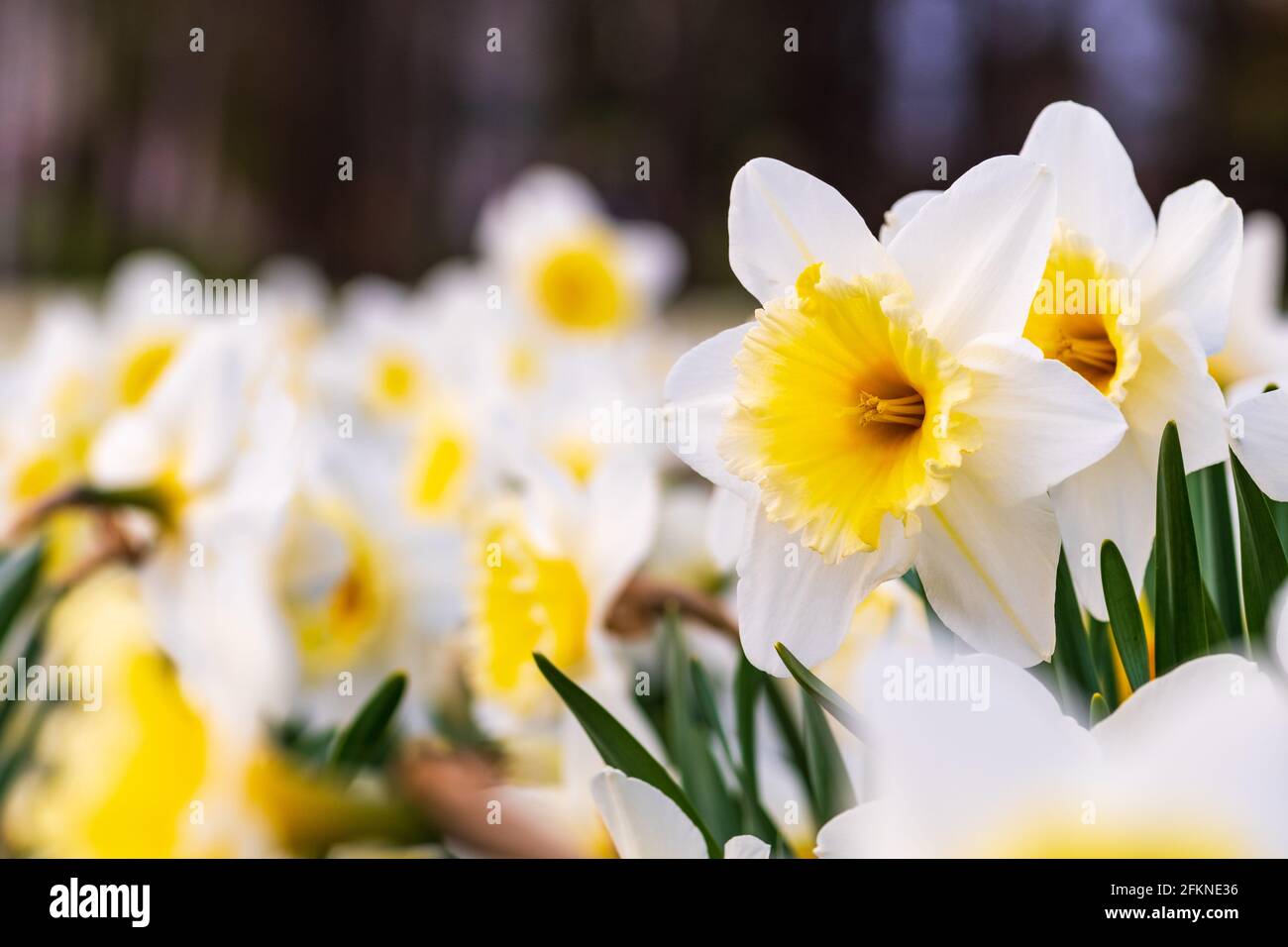 Magnifique fleur de jonquille jaune et blanche, narcisse, fleur vivace de printemps et plantes parmi l'herbe verte dans un champ, un parc ou un jardin, gros plan Banque D'Images