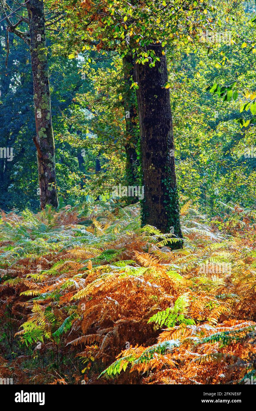 Forêt de Sologne en automne Banque D'Images