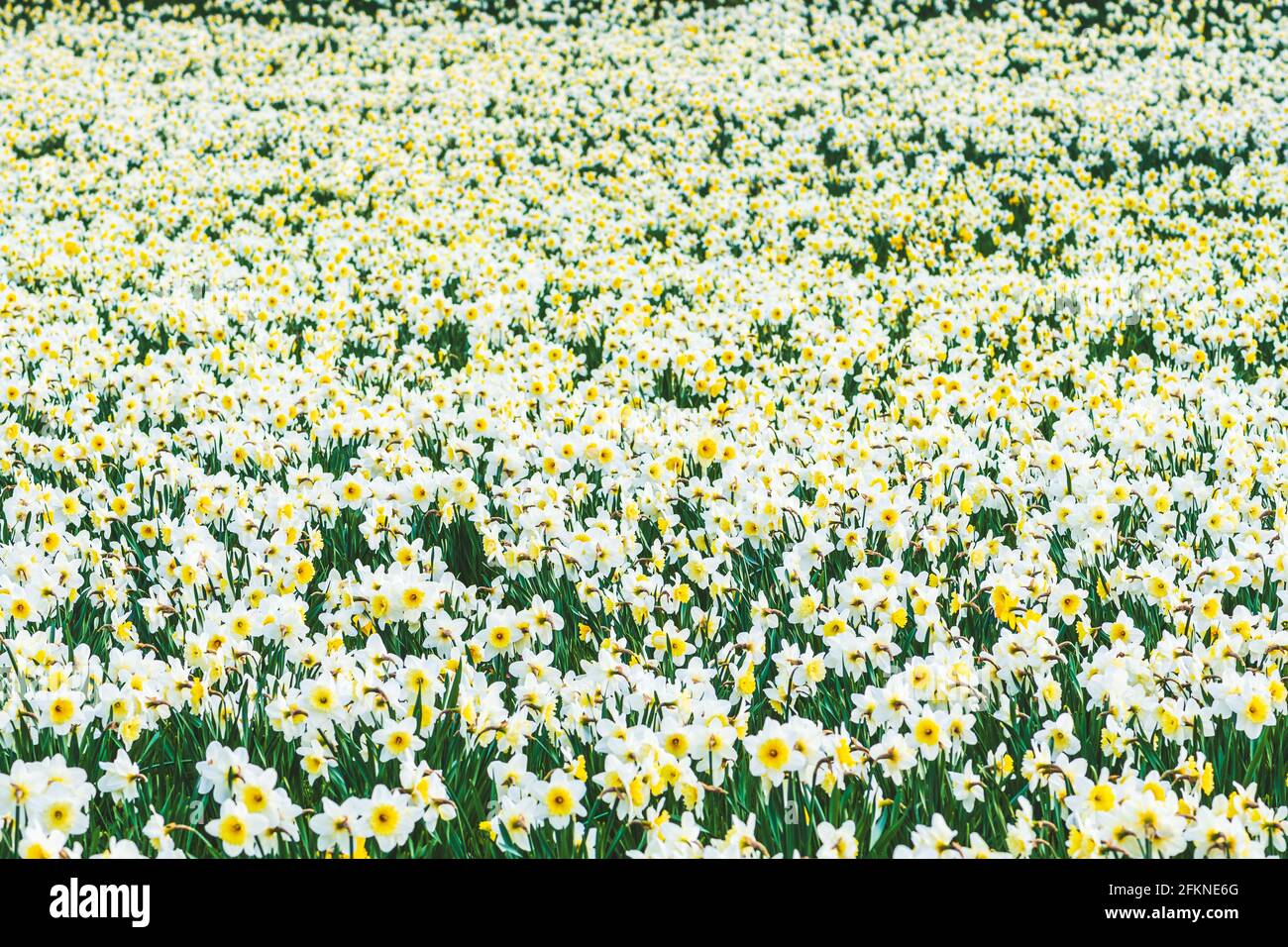 Magnifique champ de fleurs de jonquille jaune et blanc, narcisse, fleur  vivace de printemps et plantes parmi l'herbe verte, fond de fleurs Photo  Stock - Alamy