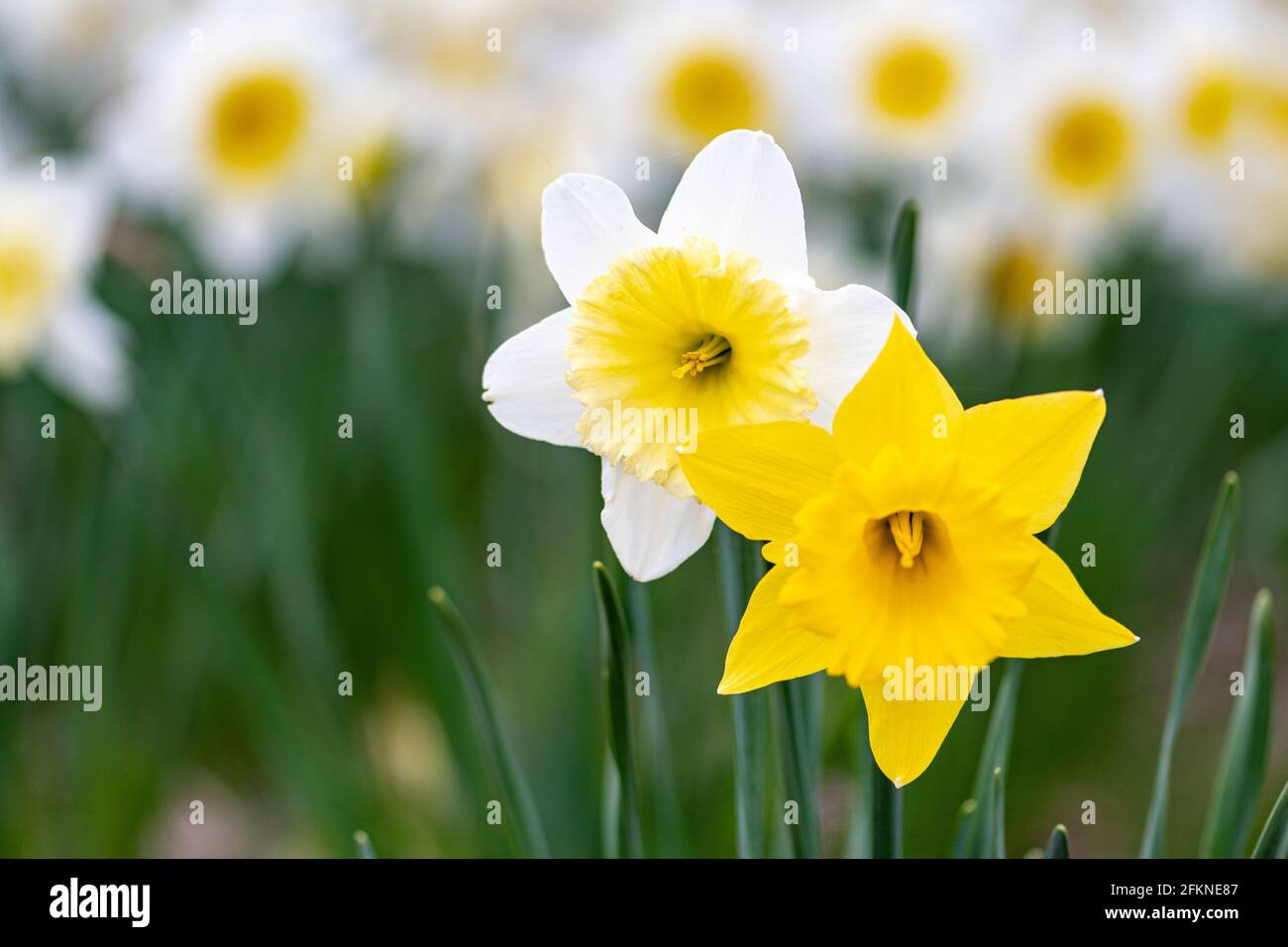 Couple de fleurs de jonquille jaune et blanche, narcisse, fleur vivace de printemps et plantes parmi l'herbe verte dans un champ, un parc ou un jardin Banque D'Images