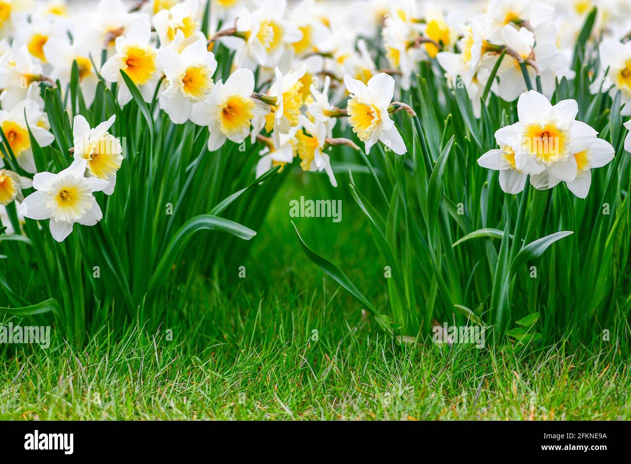 Magnifique fleur de jonquille jaune et blanche, narcisse, fleur vivace de printemps et plantes parmi l'herbe verte dans un champ, un parc ou un jardin, gros plan Banque D'Images