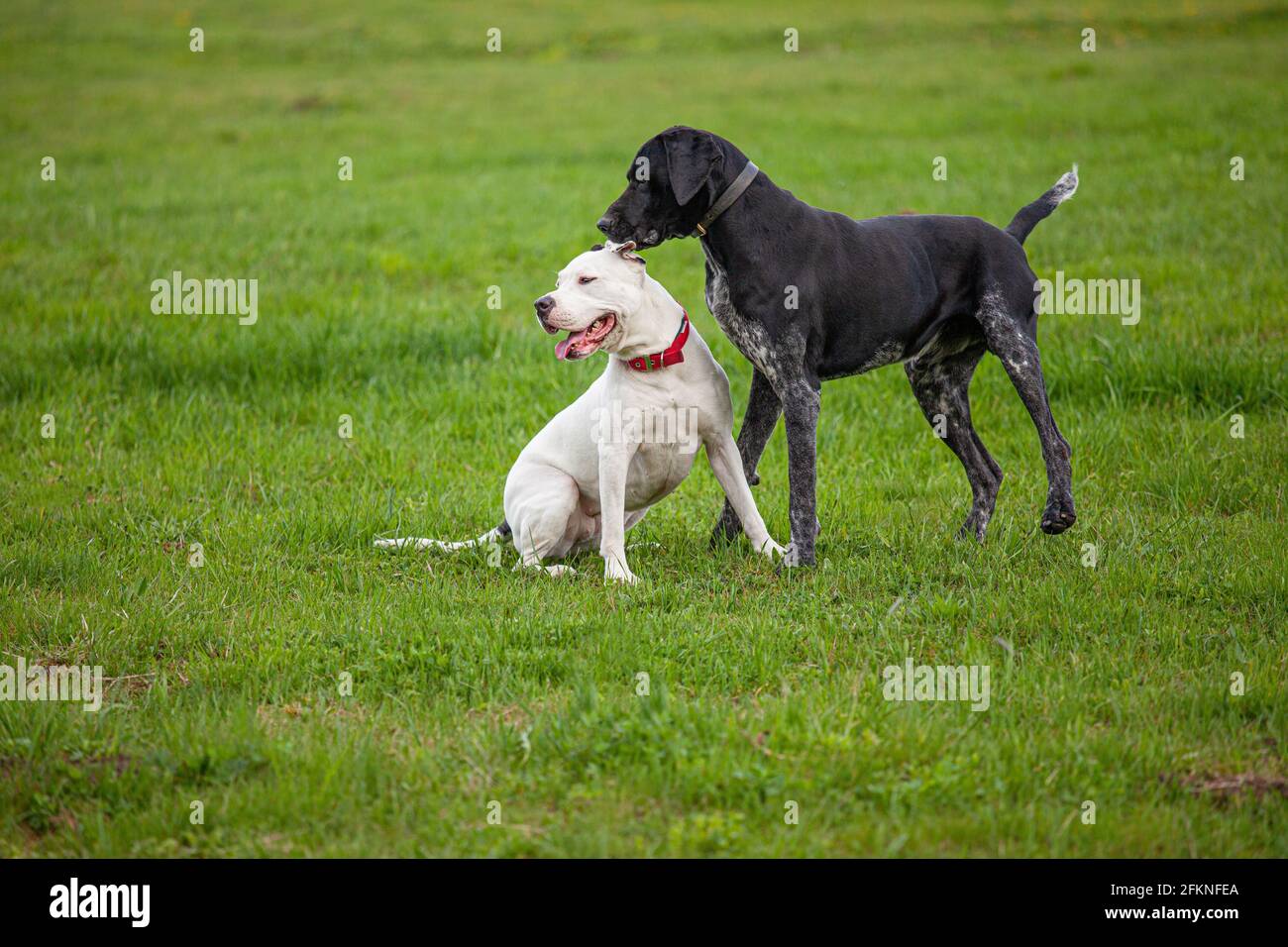 Deux chiens sur une pelouse en herbe verte au printemps ou en été. Un pointeur court allemand mâle noir chuchote dans l'oreille d'une femelle blanche Pitbull te Banque D'Images