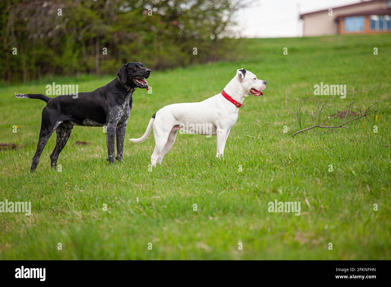 Deux chiens - un pitbull femelle blanc et un pointeur court allemand noir sont debout sur une pelouse en herbe verte à l'extérieur au printemps. Banque D'Images