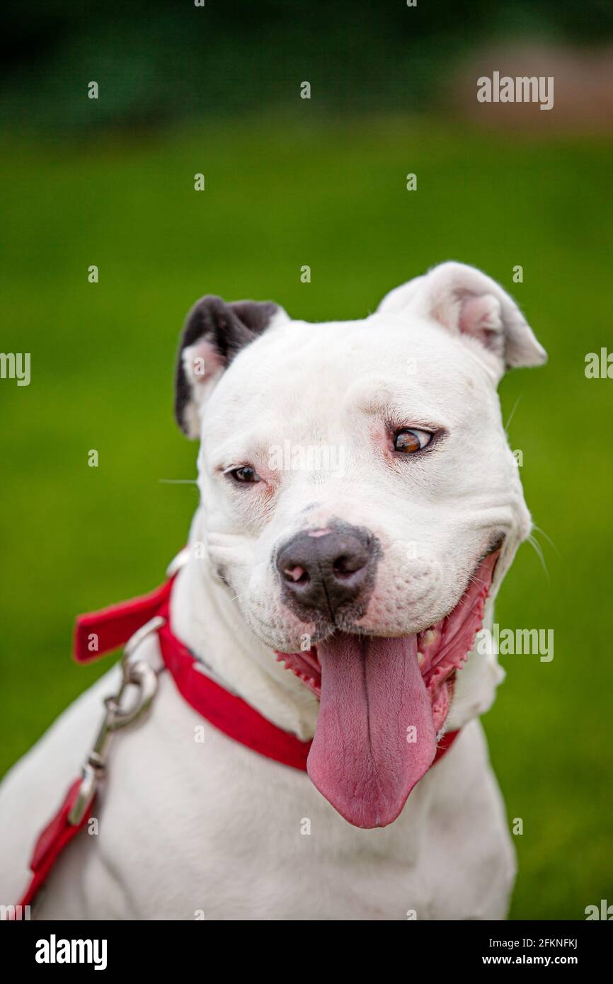 Portrait d'un pitbull blanc souriant de femme avec oreille noire et grande langue rose qui dépasse. Banque D'Images