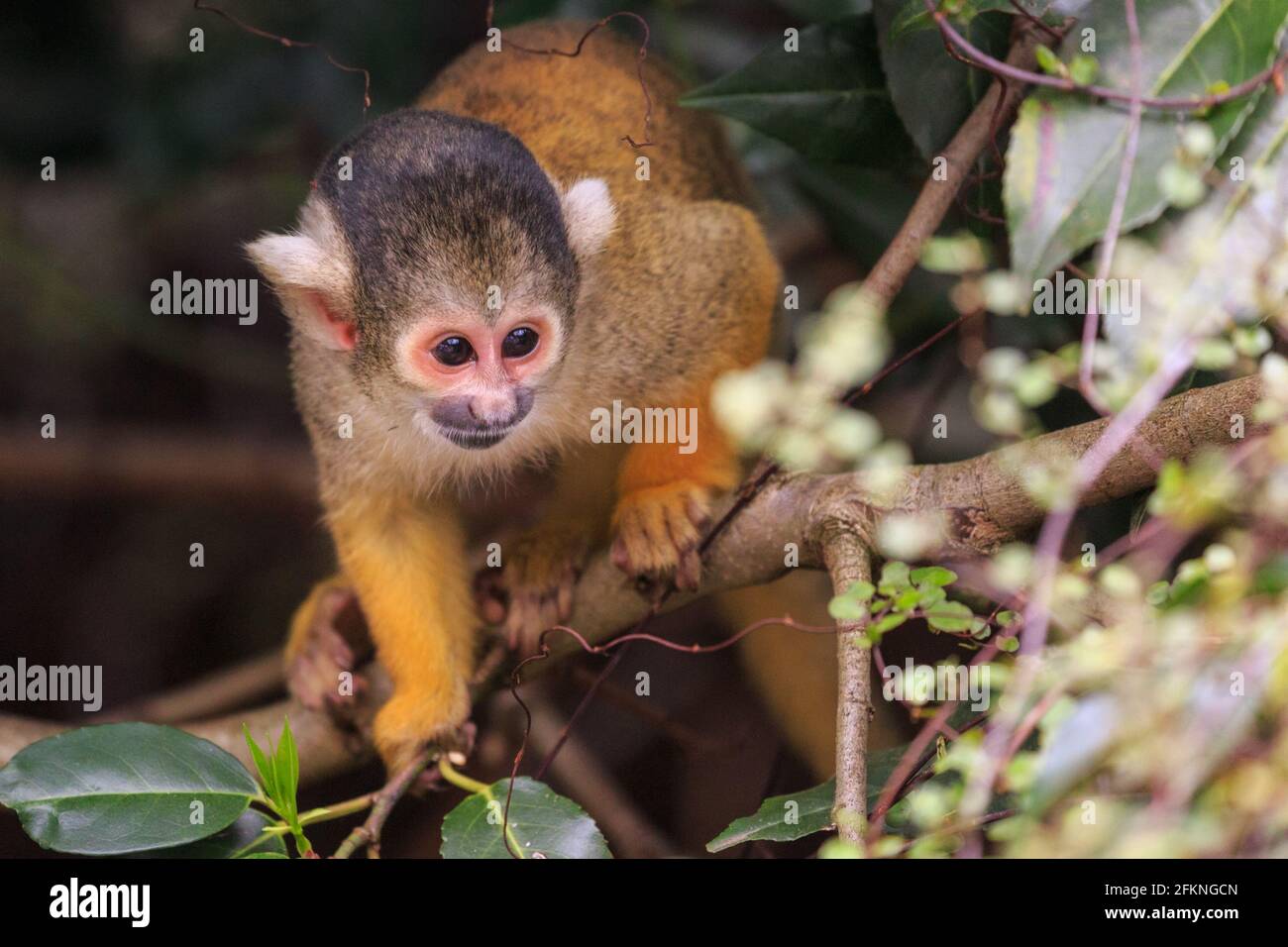 Samiri Banque du0027image et photos - Alamy
