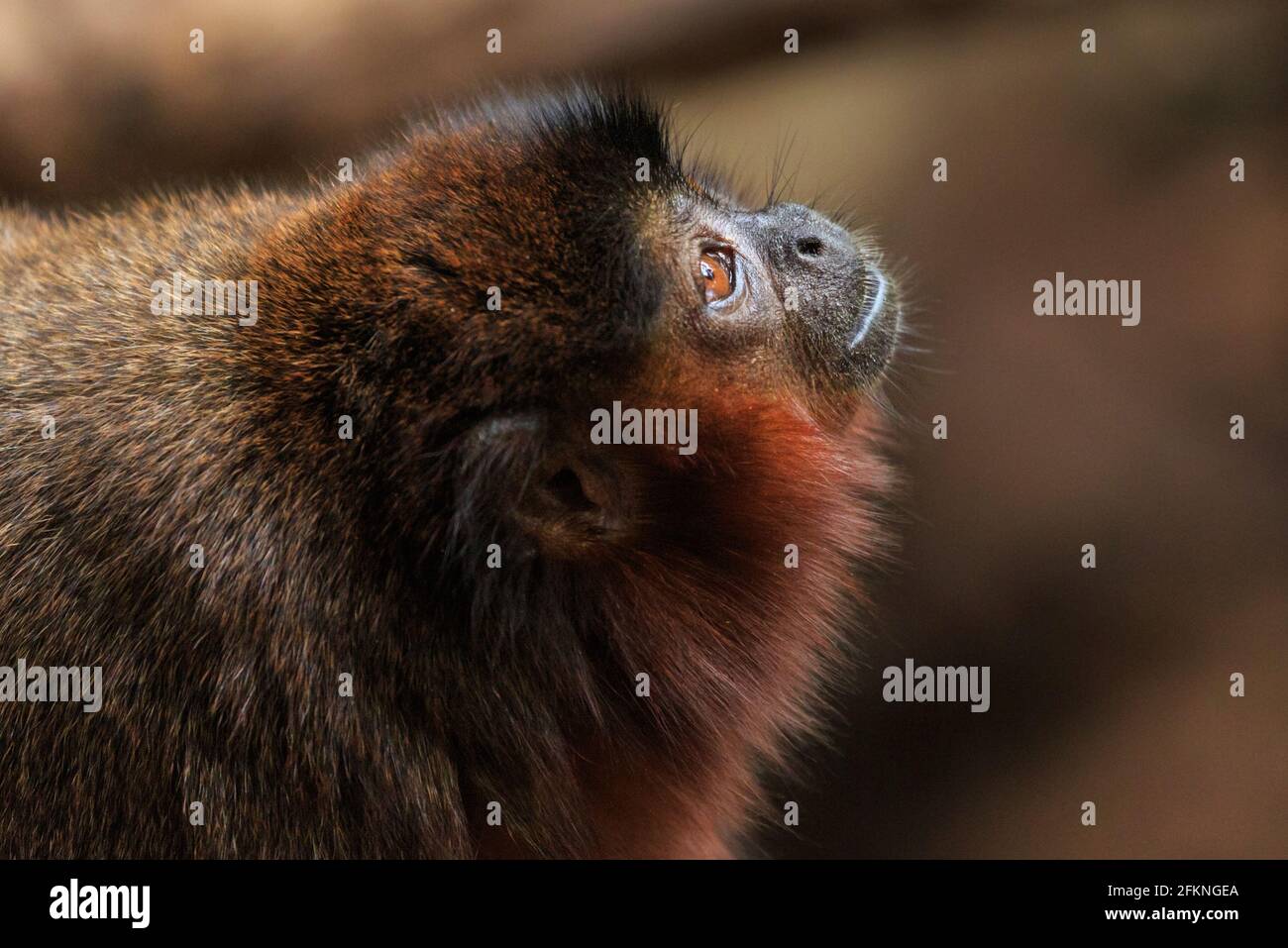 Singe titi rouge (Callicebus cupreus), gros plan de la tête, fond neutre Banque D'Images