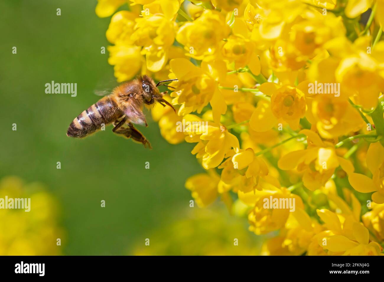 Gros plan de l'abeille volant à la fleur jaune de Mahonia Banque D'Images