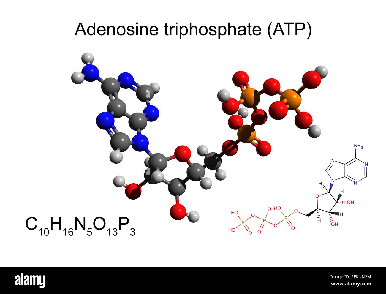 Formule chimique, formule squelettique et modèle 3D boule-et-bâton de l'adénosine triphosphate (ATP), fond blanc Banque D'Images