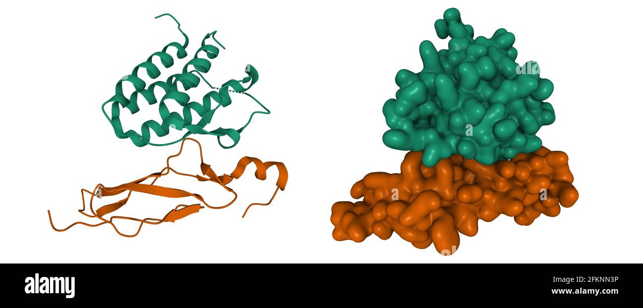 Structure de l'interleukine-15 humaine (vert) en complexe avec son récepteur alpha (marron), son dessin animé 3D et ses modèles de surface gaussienne, fond blanc Banque D'Images