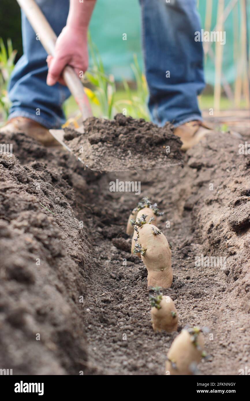 Plantation de pommes de terre dans un jardin. Peler le sol sur des pommes de terre de semence dénoyautées - Solanum tuberosum 'Ratte' second earlies - dans une tranchée Banque D'Images