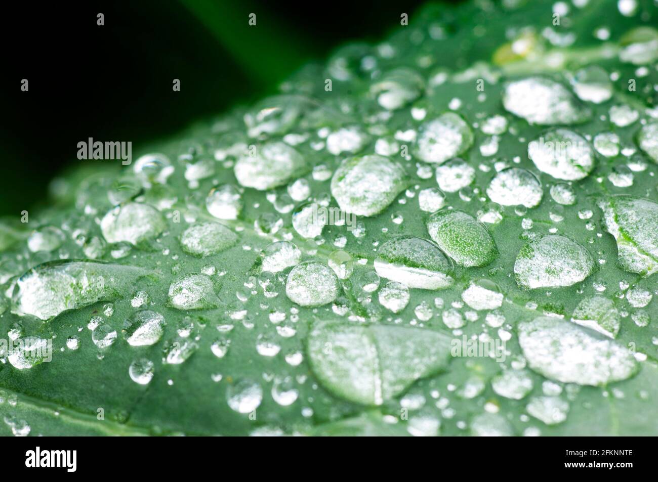 Close-up de gouttelettes d'eau sur une feuille verte - John Gollop Banque D'Images