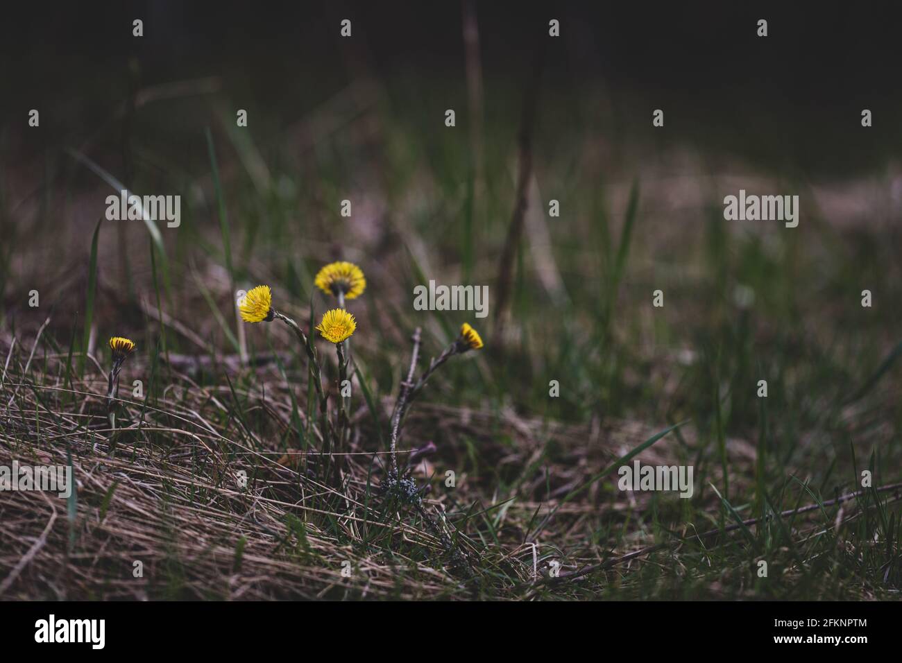 Une plante pied-de-fée Tussilago farfara au début du printemps dans la forêt, gros plan, foyer sélectif. Banque D'Images