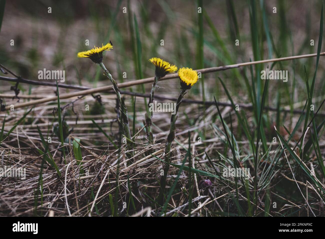 Une plante pied-de-fée Tussilago farfara au début du printemps dans la forêt, gros plan, foyer sélectif. Banque D'Images