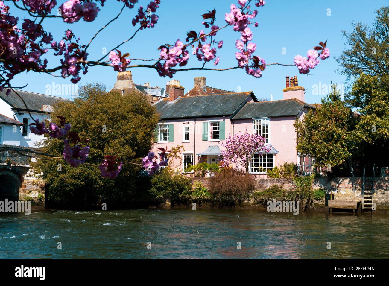 Maison anglaise traditionnelle de mode rose sur la rive de la rivière avec sakura en fleurs. Bâtiment de façade. Mise au point sélective, espace de copie. Banque D'Images