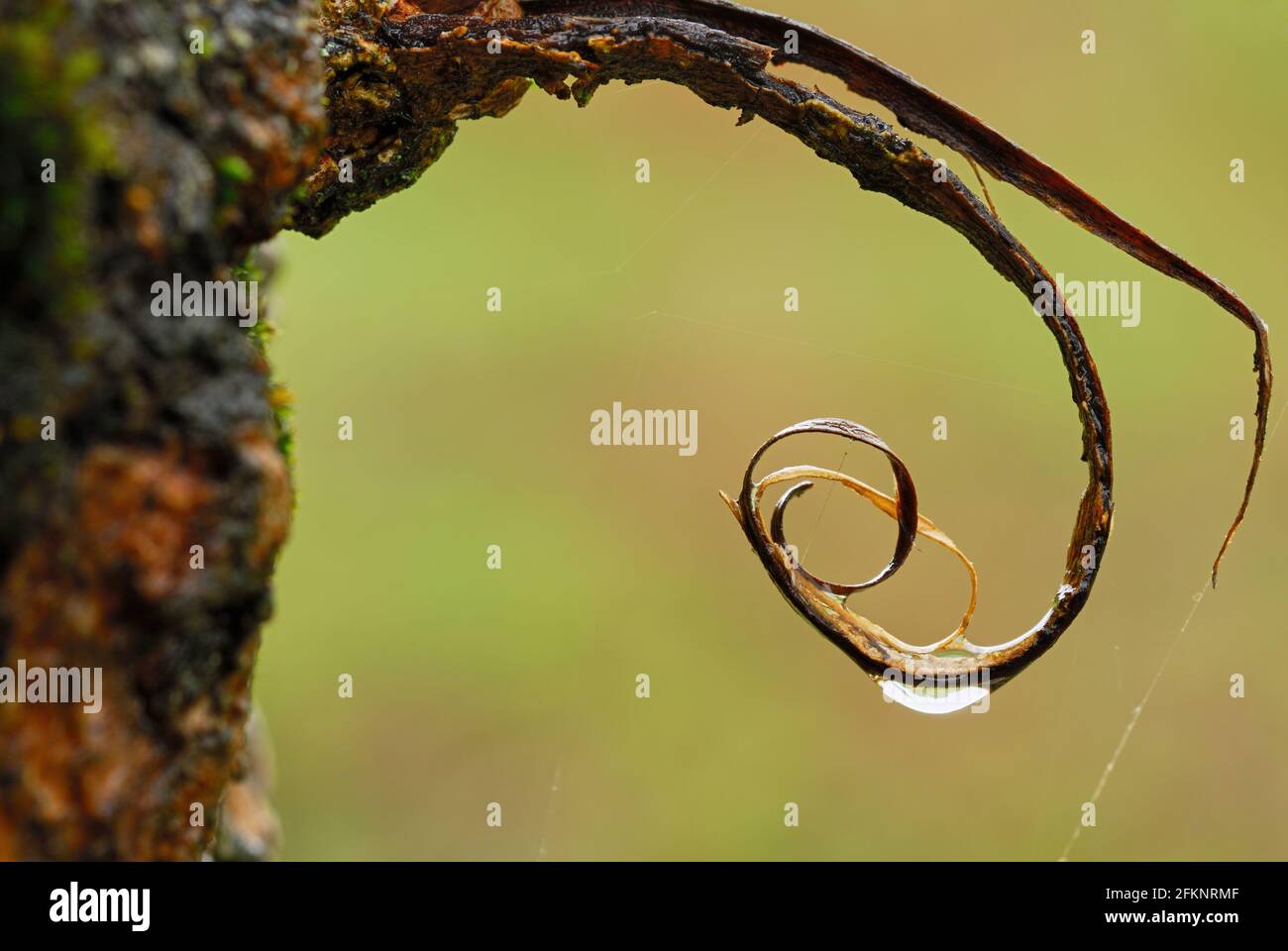 Détail d'un germe humide sur une écorce d'arbre en forme de spirale. Avec une goutte d'eau après la pluie. Banque D'Images