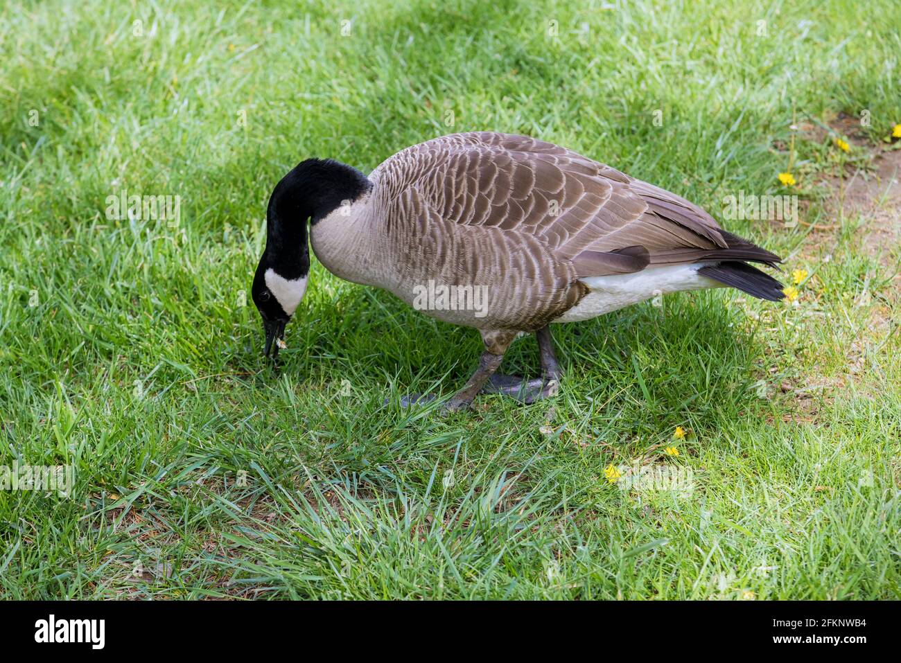 Une seule oie graylag comme ils examinent un printemps vert champ sur l'herbe Banque D'Images