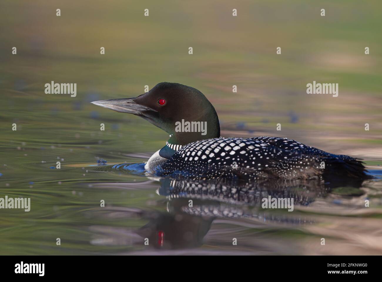 L'immer de Common Loon Gavia nage au printemps sur Buck Lake, Ontario, Canada Banque D'Images