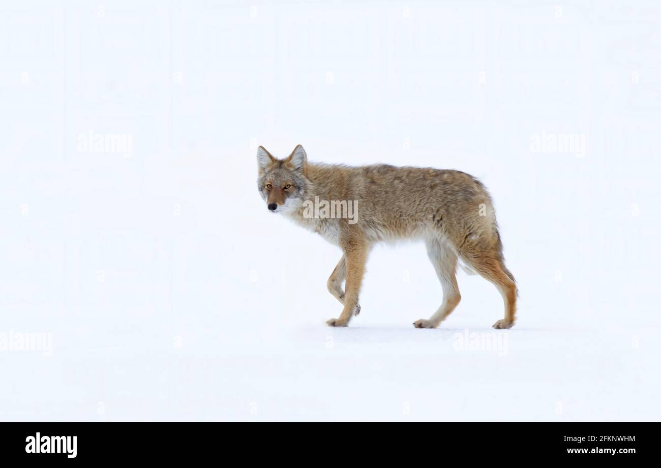 Le dirigeant d'une Coyote Canis latrans isolé sur fond blanc la marche et la chasse dans la neige de l'hiver au Canada Banque D'Images