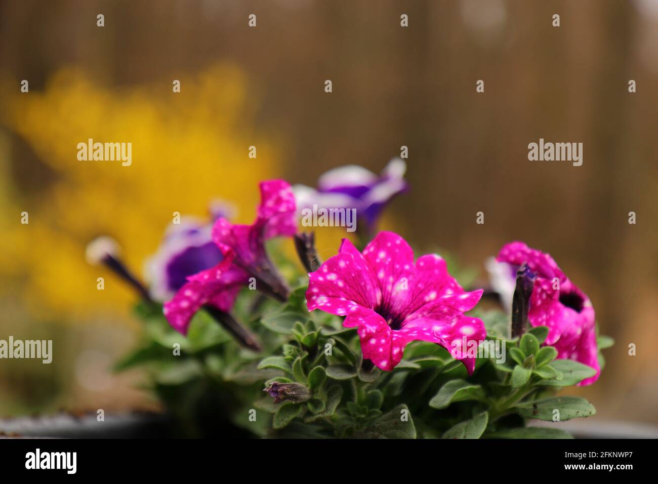gros plan sur les fleurs pétunia en fleurs Banque D'Images gros plan sur les fleurs pétunia en fleurs Banque D'Images