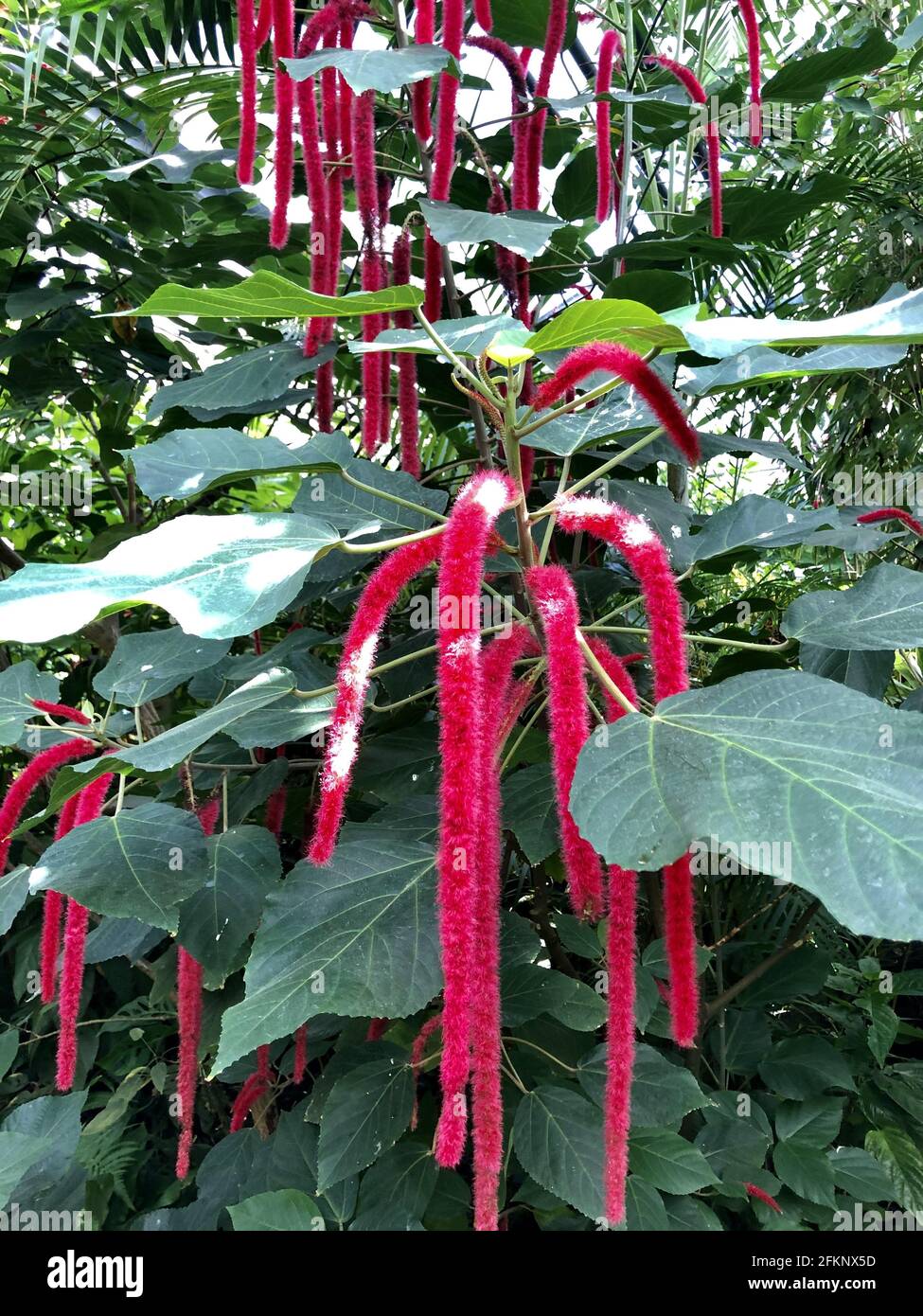 Gros Plan D une Plante Philippine De Medusa Qui Pousse Dans Le Jardin gros-plan-d-une-plante-philippine-de-medusa-qui-pousse-dans-le-jardin