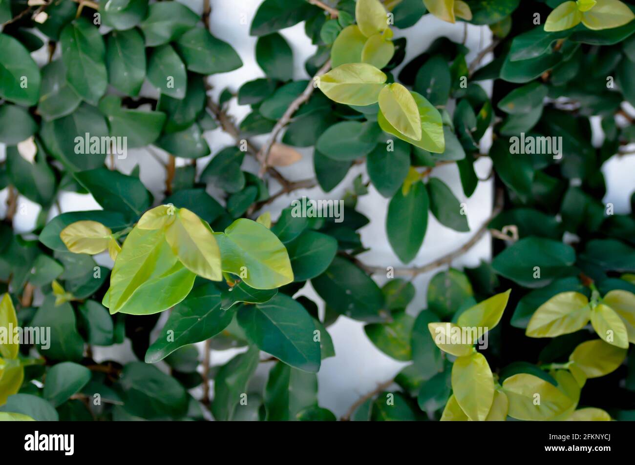 ficus pumila ou figuier grimpant, plante de figue rampante Banque D'Images