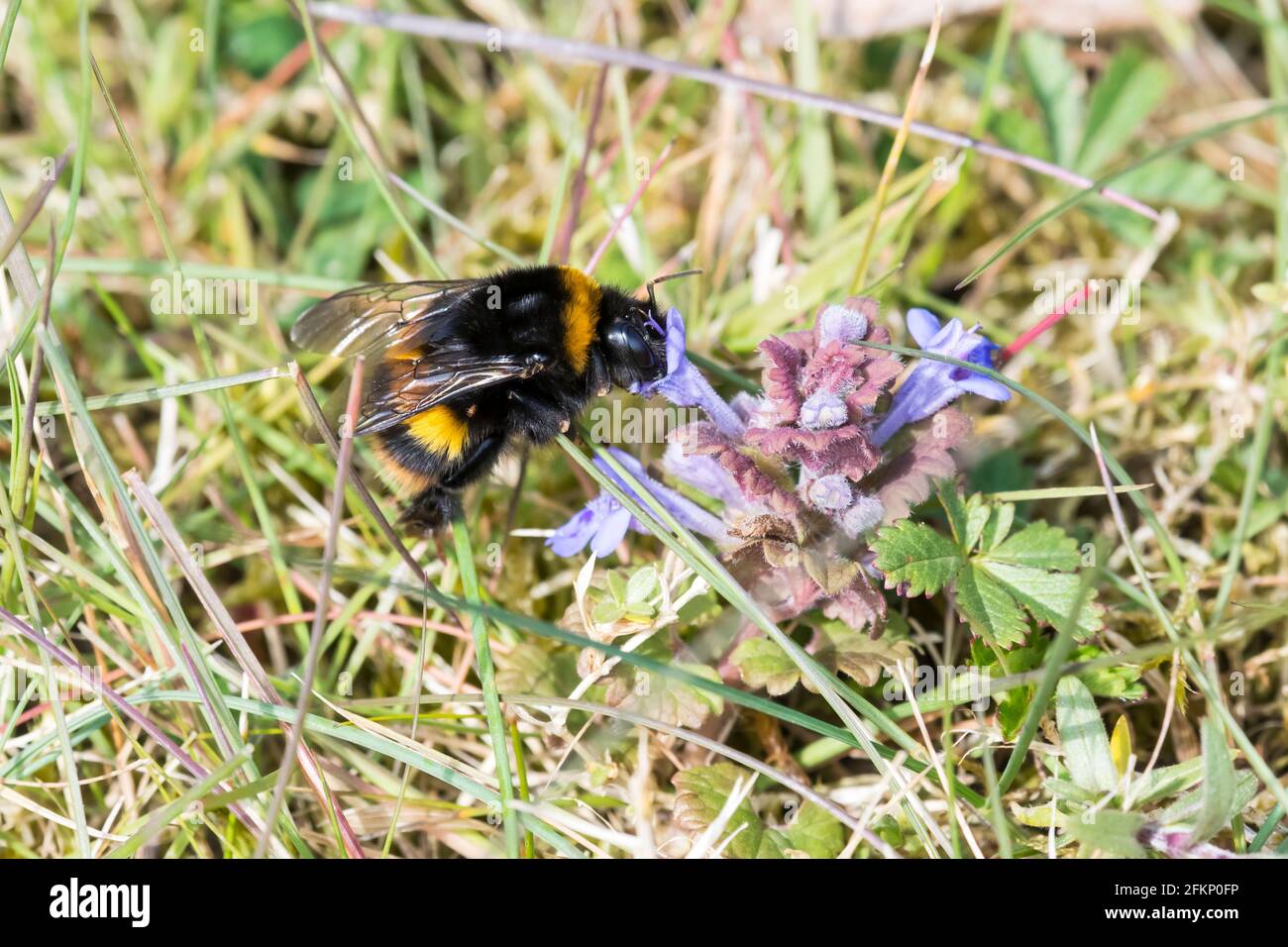 Bumblebee à queue de chamois, Bombus terrestris. Banque D'Images