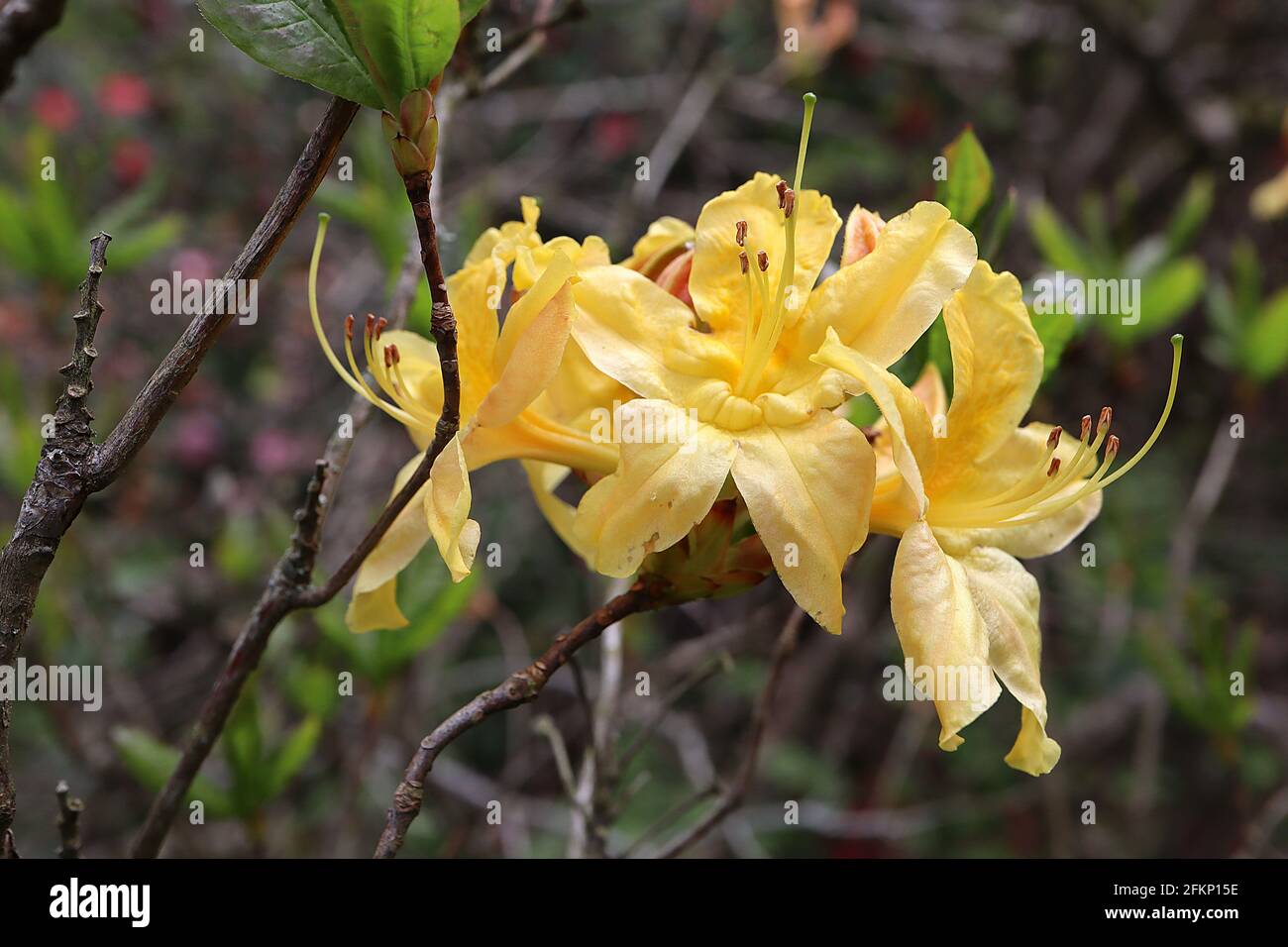 Rhododendron / Azalea lutéum fleurs jaunes en forme d'entonnoir avec tache de moutarde au caramel, mai, Angleterre, Royaume-Uni Banque D'Images