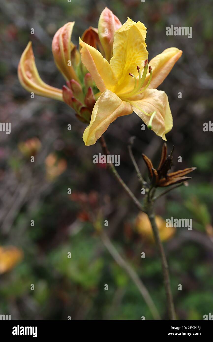 Rhododendron / Azalea lutéum fleurs jaunes en forme d'entonnoir avec tache de moutarde au caramel, mai, Angleterre, Royaume-Uni Banque D'Images