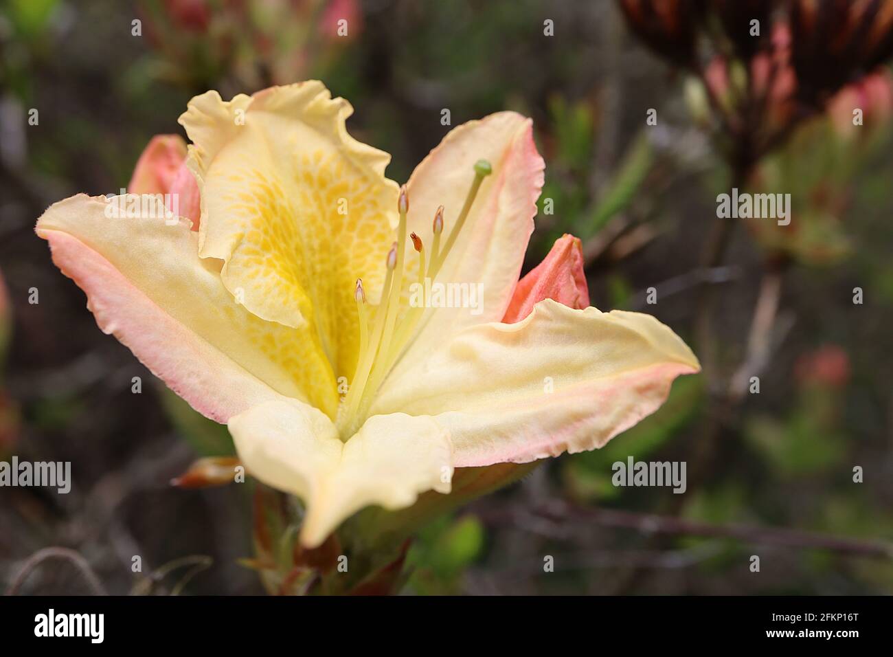 Rhododendron / Azalea lutéum fleurs jaunes en forme d'entonnoir avec tache de moutarde au caramel, mai, Angleterre, Royaume-Uni Banque D'Images
