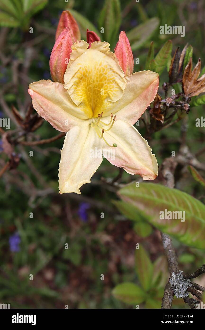 Rhododendron / Azalea lutéum fleurs jaunes en forme d'entonnoir avec tache de moutarde au caramel, mai, Angleterre, Royaume-Uni Banque D'Images