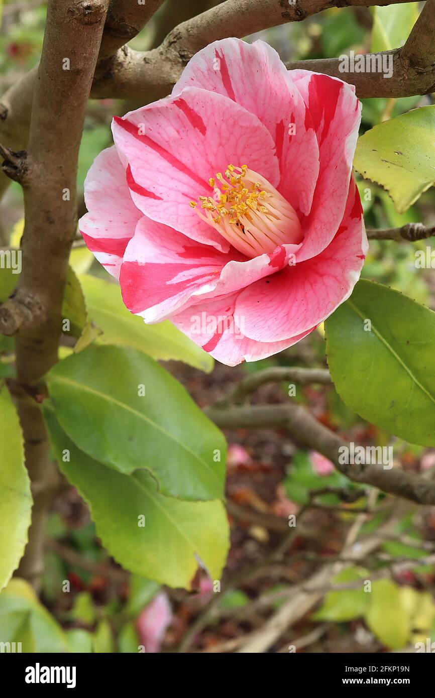 Camellia japonica «Tricolor» Tricolor camellia – fleurs blanches avec de fortes stries irrégulières de rose et de rouge, mai, Angleterre, Royaume-Uni Banque D'Images