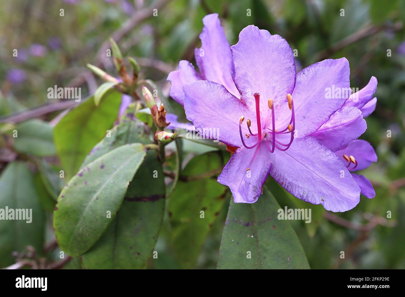 Rhododendron augustinii fleurs en forme d'entonnoir violet, feuilles oblongues vert moyen, mai, Angleterre, Royaume-Uni Banque D'Images